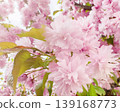 Pink cherry blossoms and sakura bloom on a floral branch with soft petals in a spring garden. Romantic closeup of pastel flowers, fresh leaves and bright seasonal sunlight. 139168773