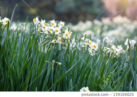 水仙花花 139168820