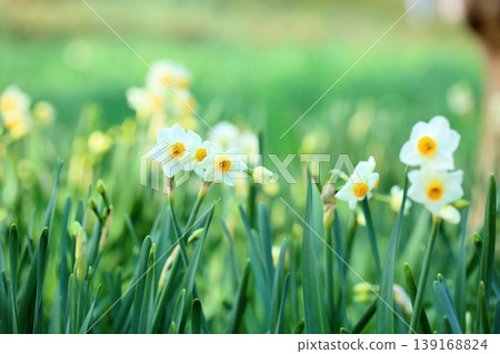 Daffodil flowers Daffodil flowers 139168824