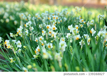 Daffodil flowers Daffodil flowers 139168827