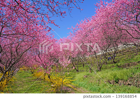 中之條花園的桃花盛開 中之條花園的桃花盛開 139168854