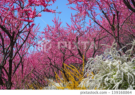 中之條花園的桃花盛開 139168864