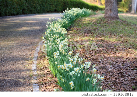 Daffodil flowers Daffodil flowers 139168912