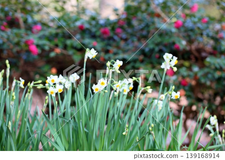 Daffodil flowers Daffodil flowers 139168914