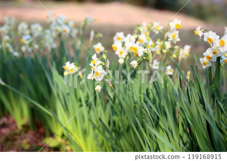 Daffodil flowers Daffodil flowers 139168915