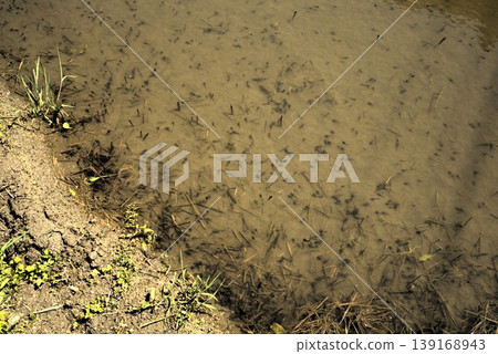 Rice field tadpoles Rice field tadpoles 139168943