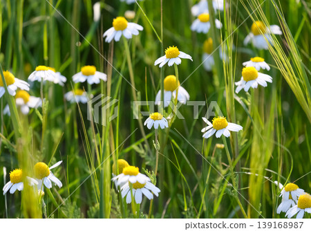 Palestinian Chamomile (Anthemis palestina) 139168987