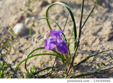 Morea Barbary nut (lat. Moraea sisyrinchium) in the desert Morea Barbary nut (lat. Moraea sisyrinchium) in the desert 139168988
