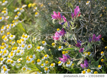 Palestinian Chamomile (Anthemis palestina) and Judean viper's bugloss (lat.- Echium judaeum) Palestinian Chamomile (Anthemis palestina) and Judean viper's bugloss (lat.- Echium judaeum) 139168989