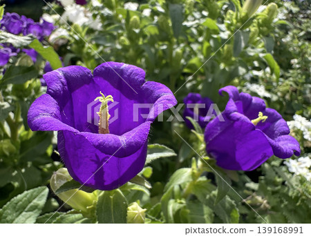 Garden flower Canterbury bells (lat.- Campanula medium) Garden flower Canterbury bells (lat.- Campanula medium) 139168991