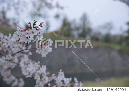 京都景色：透過盛開的櫻花眺望二條城護城河（1） 139169004