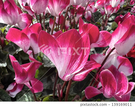 Pink red Cyclamen (lat. - Cyclamen) Pink red Cyclamen (lat. - Cyclamen) 139169011