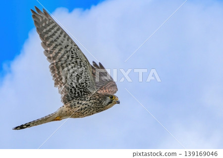 The dynamic sight of a kestrel flying through the sky. 139169046
