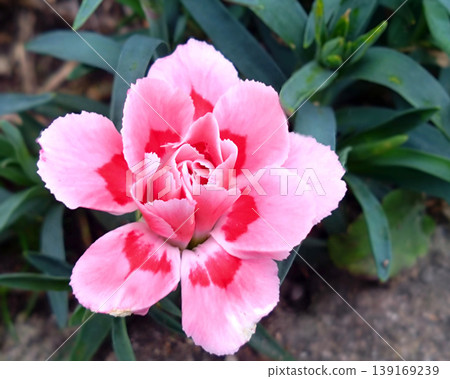 A close-up of a carnation with a beautiful contrast of pink and red; a lovely floral background image. A close-up of a carnation with a beautiful contrast of pink and red; a lovely floral background image. 139169239