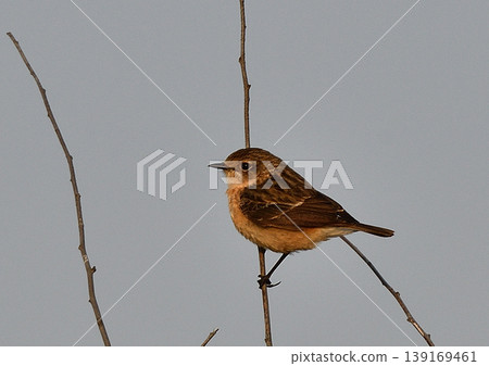 A female stonechat illuminated by the morning sun. A female stonechat illuminated by the morning sun. 139169461