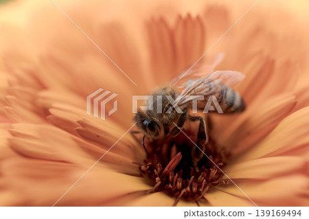 Honeybee, marigold, flower, pollination, insect, macro, nature, spring, ecosystem, calendula Honeybee, marigold, flower, pollination, insect, macro, nature, spring, ecosystem, calendula 139169494