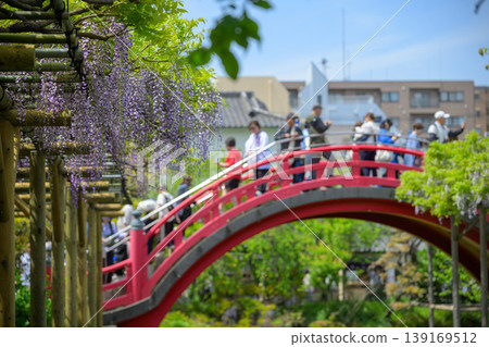 龜戶天神神社:紫藤盛開,太鼓橋 龜戶天神神社:紫藤盛開,太鼓橋 139169512