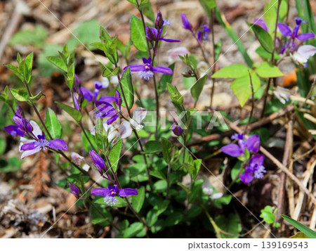Colony of Polygala japonica (Polygalaceae family) Colony of Polygala japonica (Polygalaceae family) 139169543