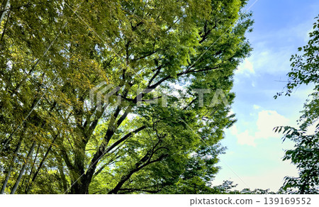 夏日藍天下，綠樹成蔭，竹林蔥蘢，景色美不勝收。 139169552