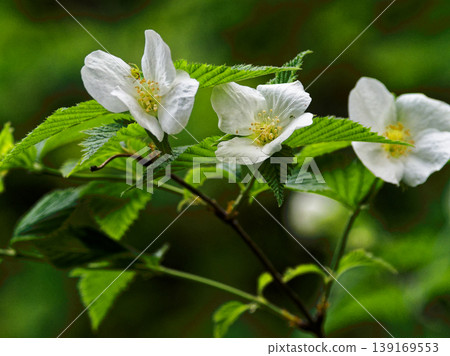 薔薇科、木立棣棠花 薔薇科、木立棣棠花 139169553
