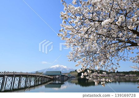 The renovated Tsuru-no-Mai Bridge, cherry blossoms, and Mount Iwaki 139169728
