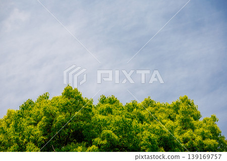 Fresh greenery shining against the blue sky Fresh greenery shining against the blue sky 139169757