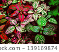 Polka Dot Plant 139169874