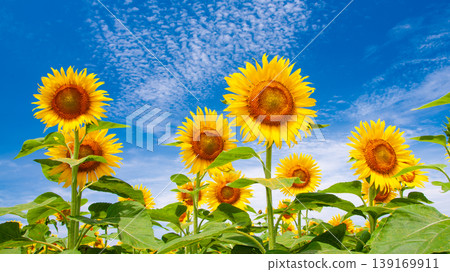 Wallpaper background featuring a blue sky and a field of sunflowers. 139169911