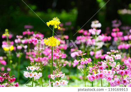 Colorful primrose flowers Colorful primrose flowers 139169913