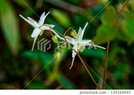 Spring wildflowers: Epimedium grandiflorum in bloom. Spring wildflowers: Epimedium grandiflorum in bloom. 139169945