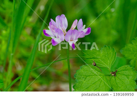 Bifidus astragalus flower Bifidus astragalus flower 139169950