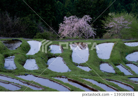 三重縣的櫻花和注滿水的丸山千枚田梯田。 139169981