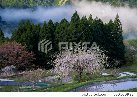 三重縣的櫻花和注滿水的丸山千枚田梯田。 139169982