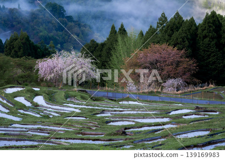 三重縣的櫻花和注滿水的丸山千枚田梯田。 139169983