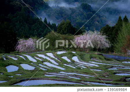三重縣的櫻花和注滿水的丸山千枚田梯田。 三重縣的櫻花和注滿水的丸山千枚田梯田。 139169984
