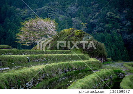 Cherry blossoms and the Maruyama Senmaida rice terraces filled with water, Mie Prefecture Cherry blossoms and the Maruyama Senmaida rice terraces filled with water, Mie Prefecture 139169987