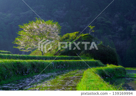 三重縣的櫻花和注滿水的丸山千枚田梯田。 三重縣的櫻花和注滿水的丸山千枚田梯田。 139169994