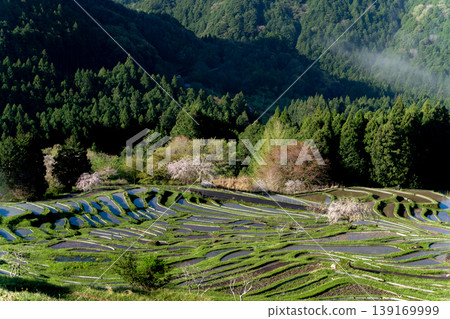 Cherry blossoms and the Maruyama Senmaida rice terraces filled with water, Mie Prefecture Cherry blossoms and the Maruyama Senmaida rice terraces filled with water, Mie Prefecture 139169999