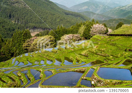 三重縣的櫻花和注滿水的丸山千枚田梯田。 139170005