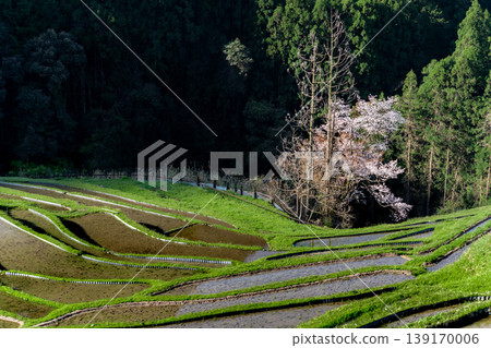 三重縣的櫻花和注滿水的丸山千枚田梯田。 139170006