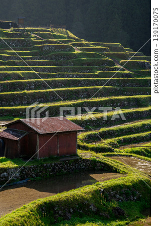 Maruyama Senmaida rice terraces filled with water, Mie Prefecture Maruyama Senmaida rice terraces filled with water, Mie Prefecture 139170075