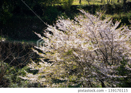 A spring specialty: Cherry blossom blizzard 139170115