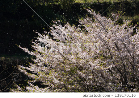 春季特色:櫻花暴雪 春季特色:櫻花暴雪 139170116