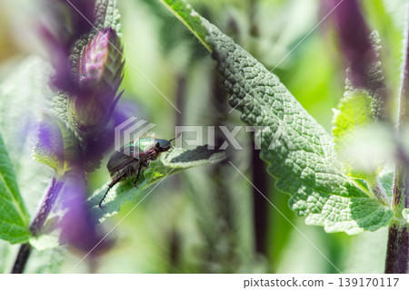 A shimmering green beetle moving across a leaf A shimmering green beetle moving across a leaf 139170117