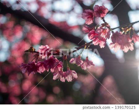 Hikan cherry blossoms in backlight Hikan cherry blossoms in backlight 139170125