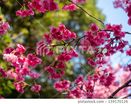 Hikanzakura Hikanzakura 139170126