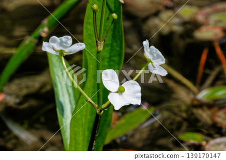 Emerging plant flower Emerging plant flower 139170147