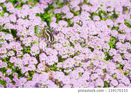 Thyme blooming all over the garden and butterflies sipping nectar [April] 139170155