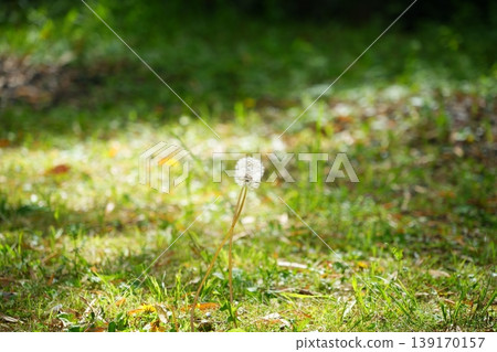 Dandelion fluff blooming in a field [April] 139170157