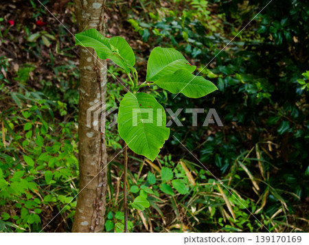 Young leaves of Magnolia obovata (Magnolia sieboldii) 139170169